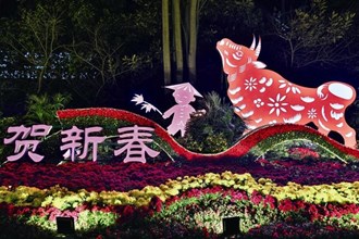 【社會】綠植花卉滿街頭 “視覺盛宴”迎新春