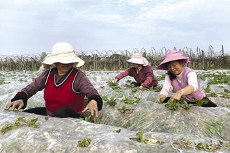 【經(jīng)濟】市農(nóng)科院馬鈴薯研究