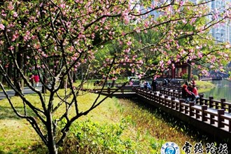 海棠花開