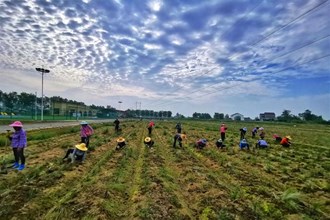 澧縣城頭山國(guó)家考古遺址公園移栽粉黛幼苗