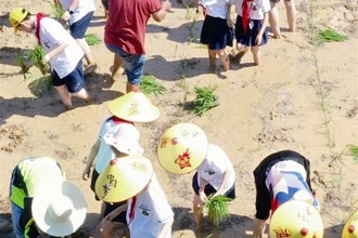 澧縣弘毅學校組織學生學習移栽水稻秧苗