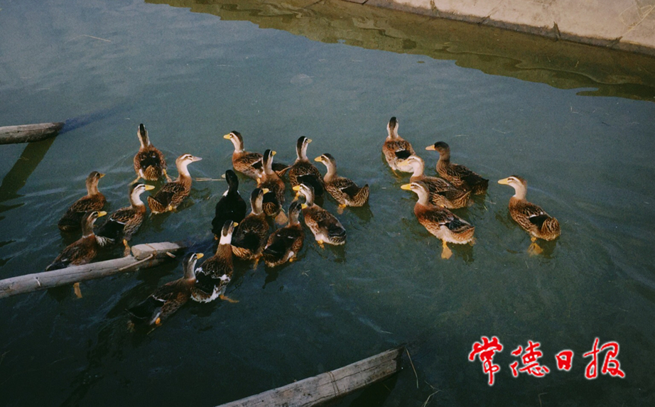 sj王涔洋-美麗鄉(xiāng)村之群鴨戲水-1.jpg