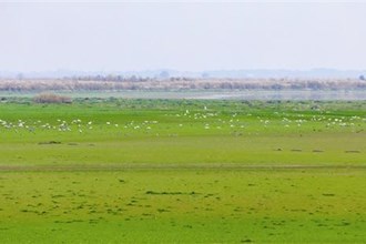 【生態(tài)】漢壽縣：各類國(guó)家珍稀保護(hù)鳥(niǎo)類冬棲青山湖候鳥(niǎo)苑