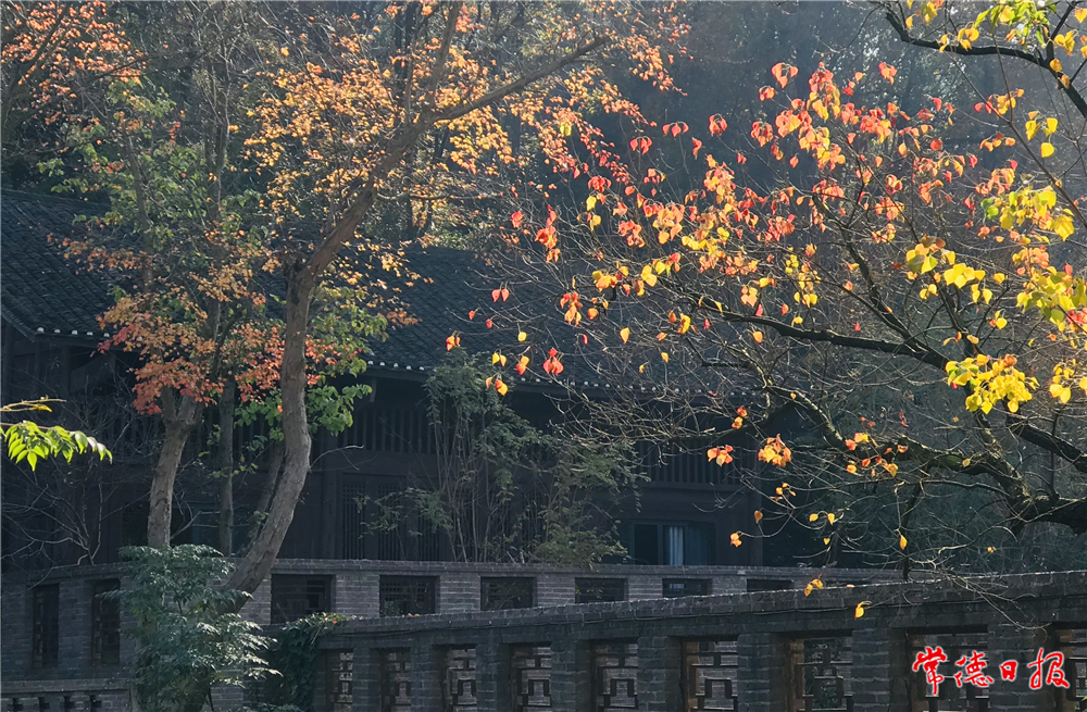 sj胡曉新-晚秋紅葉-1.jpg