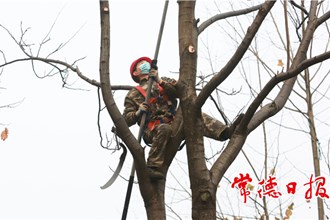 【社會】青年修剪隊上樹“整活兒”