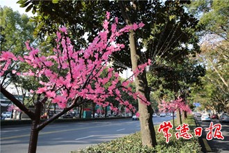 【社會】城市亮化年味濃 流光溢彩迎新春