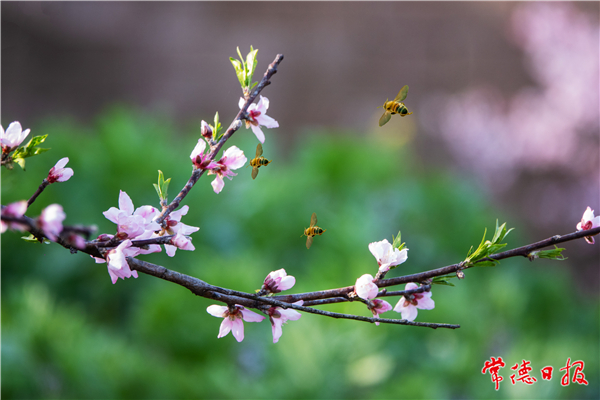 劉瑞松-桃花樹林采蜜忙-1.jpg