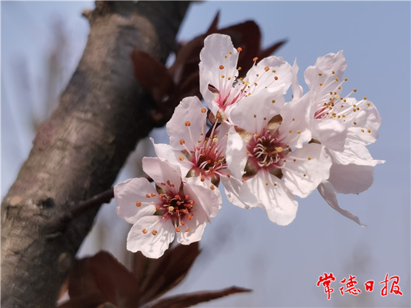 古田-櫻花盛開的季節(jié)-5-3.jpg