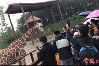 【攝影報道】＂五一”假期首日，漢壽野生動物上場霸屏