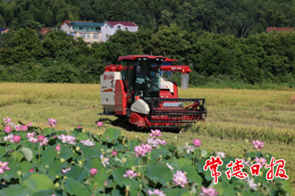 【經(jīng)濟(jì)】鼎城區(qū)雙橋坪鎮(zhèn) “雙搶”時(shí)節(jié)人機(jī)兩忙