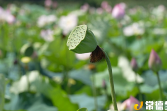 【社會(huì)】石門縣維新鎮(zhèn)：荷花盛開迎客來 ?