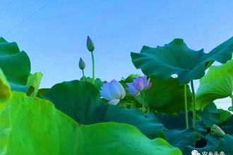【社會(huì)】驚艷！安鄉(xiāng)荷花已盛開，送你滿屏清涼