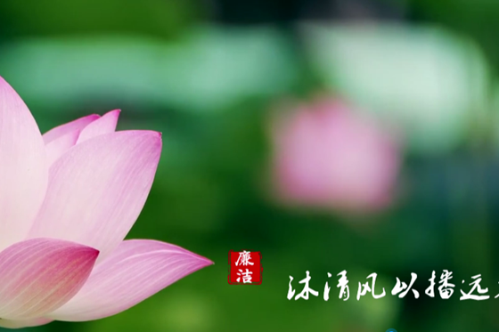 沐清風以播遠方·濱湖荷花 | 清廉常德公益廣告