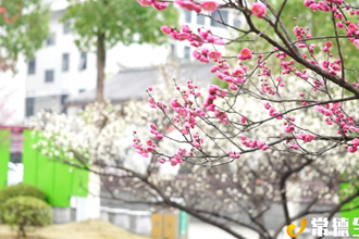 【漢壽】早春梅花盛開 點綴龍陽 “靚城”