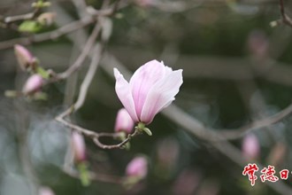 【賞花地圖】“早春信使”玉蘭花開(kāi) 常德的春天真的來(lái)了