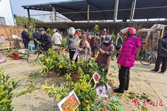【攝影報道】石板灘鎮(zhèn)：集市樹苗購銷兩旺
