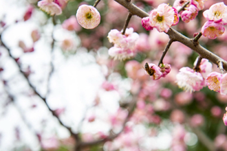 【社會(huì)】石門(mén)踏春賞梅正當(dāng)時(shí)