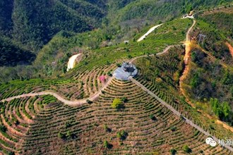 【經(jīng)濟(jì)】桃花茶園美如畫 茶農(nóng)搶“鮮”開采忙