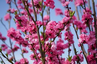 【社會】西湖踏春新亮點(diǎn)—春風(fēng)十里桃花路