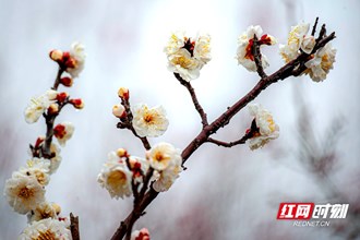 【生態(tài)】春天的故事丨快來圍觀！常德安鄉(xiāng)：梅開了，美翻了