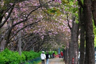【攝影報(bào)道】久雨終放晴 屈原公園晚櫻爛漫引市民“打卡”