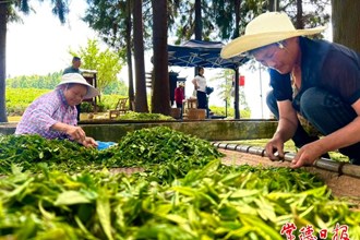 【攝影報(bào)道】夏茶采制忙