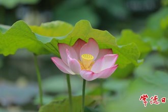 【賞花地圖】今夏，“荷”你有約