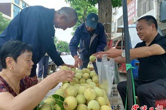 【經(jīng)濟】臨澧脆蜜桃香飄省內(nèi)外
