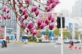 【攝影報道】柳葉大道春花爛漫正當時