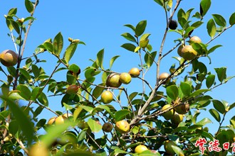 【經(jīng)濟(jì)】金秋十月油茶香