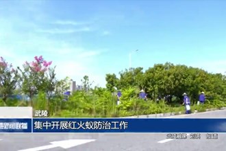 武陵：集中開展紅火蟻防治工作