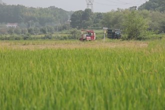 津市：10萬畝早稻開鐮 確保顆粒歸倉