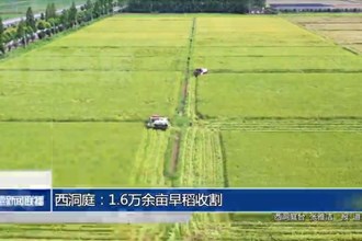 西洞庭：1.6萬余畝早稻收割