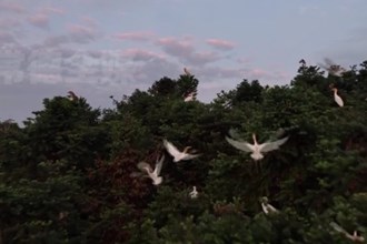 花巖溪國家森林公園：引鷺回歸 帶火“美麗經(jīng)濟”