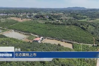 鼎城：生態(tài)黃桃上市