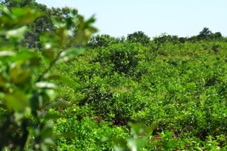 漢壽：培育新品種 枳殼種出新“錢”景