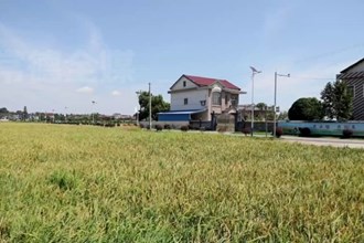 鼎城：綠肥化春泥 夏糧獲豐收
