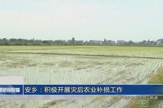 安鄉(xiāng)：積極開展災后農(nóng)業(yè)補損工作