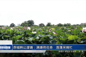 鼎城韓公渡鎮(zhèn)：滿塘荷花香　蓮蓬采摘忙