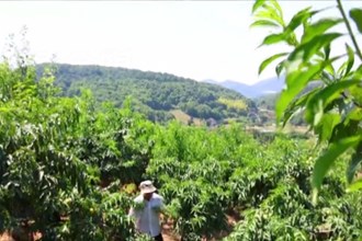 臨澧：萬(wàn)畝桃園喜獲豐收