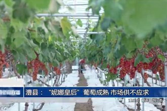 澧縣：“妮娜皇后”葡萄成熟 市場供不應求