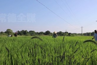 津市白衣鎮(zhèn)：推廣節(jié)水抗旱稻 荒地迎來新生機