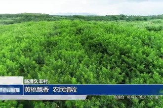 臨澧久豐村：黃桃飄香 農(nóng)民增收