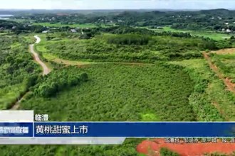 臨澧：黃桃甜蜜上市