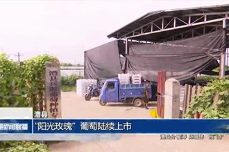 澧縣：“陽光玫瑰”葡萄陸續(xù)上市