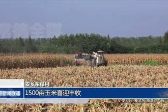 安鄉(xiāng)東保村：1500畝玉米喜迎豐收