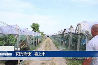 臨澧：“陽光玫瑰”喜上市
