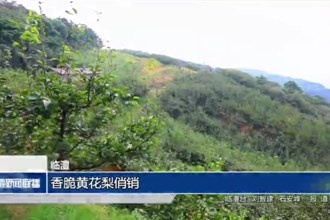 臨澧：香脆黃花梨俏銷