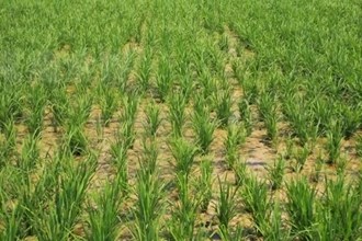 安鄉(xiāng)：扎實(shí)開展土地延包試點(diǎn) 全力保障糧食安全