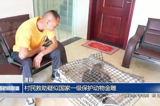 澧縣：村民救助疑似國家一級保護(hù)動(dòng)物金雕